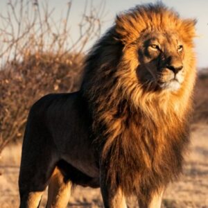 Erwecke den Löwen in Dir