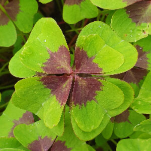 Aktivierung deiner “Inneren Kind Wünsche” durch Bearbeitung von Wut, Angst und Traurigkeit